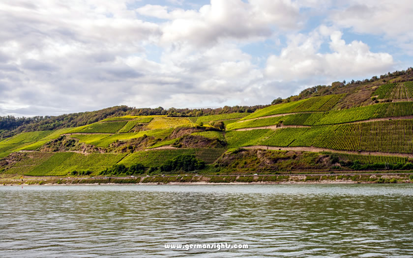 The Bopparder Hamm vineyards