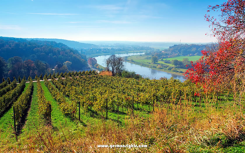 Gentle terraces of vineyards above Diesbar-Seusslitz