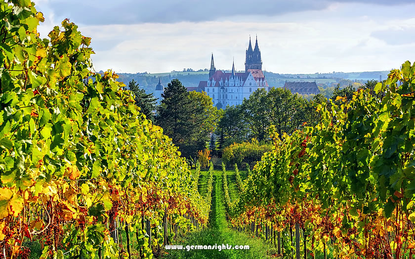 View through the vineyards to the old town of Meissen</p>
<p>Meissen hosts
